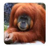 猩猩被投喂抱拳致谢 再进化该上班了